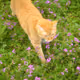 Geeecat