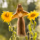 Awarded photos of red squirrels