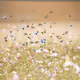 Generative NFT Arts