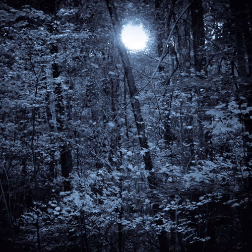 Get Lost in the Woods - old