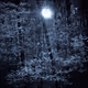 Get Lost in the Woods - old