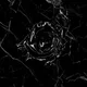 Grew From Concrete