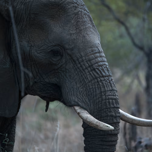 Giants Of Africa
