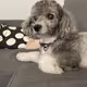 gidget