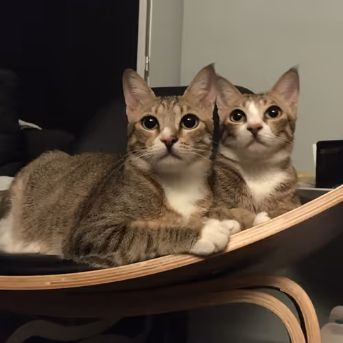 GiGi JarJar COLLECTION