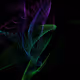 gin_graphic - old