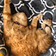 GingerCat-1