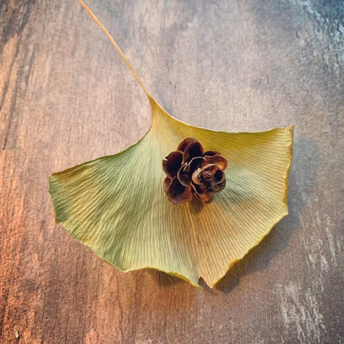 Ginko Leaf and Hemlock Cone - old