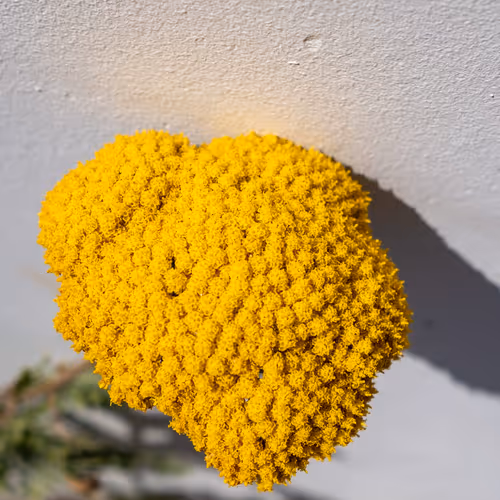 GirlBetterKNown Collection