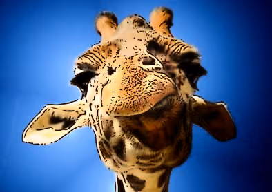 Glamorous Giraffes