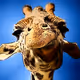 Glamorous Giraffes