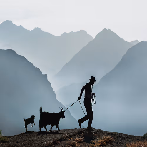 Goat Grazing