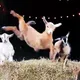 Goat High Command