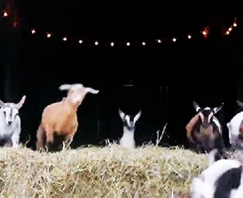 Goat High Command