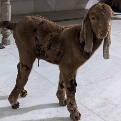 GOAT LOVER V2