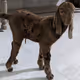 GOAT LOVER V2