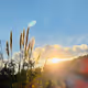 God rays edition