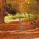 The Golden Autumn