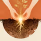 GOLDEN GINSENG