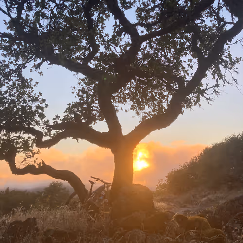 Golden Hour Witness