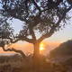 Golden Hour Witness
