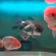 Goldfish Trio