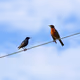 Gone to the Birds