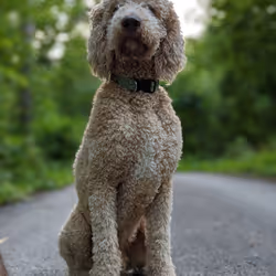 Item Media Placeholder