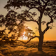 Good day Sunshine / Lucky Tree Token