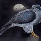 The Goshawk NFTs