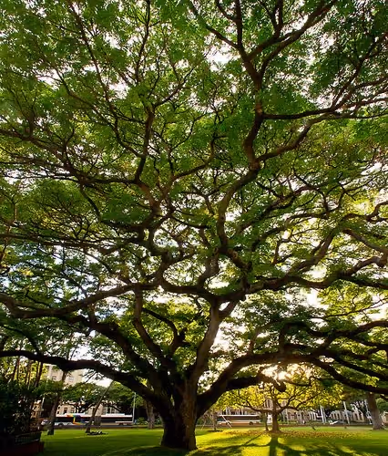 gr33n Tree inspiration