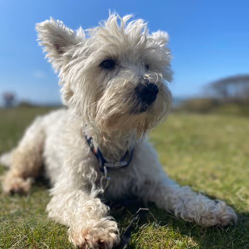 Adventures with Moon