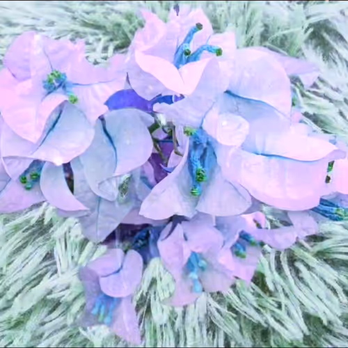 Grandma's Bougainvilleas
