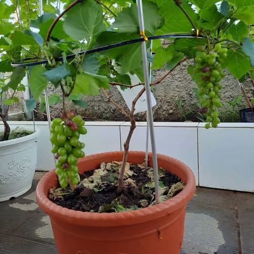 grape farm