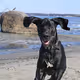 Great Dane Barri