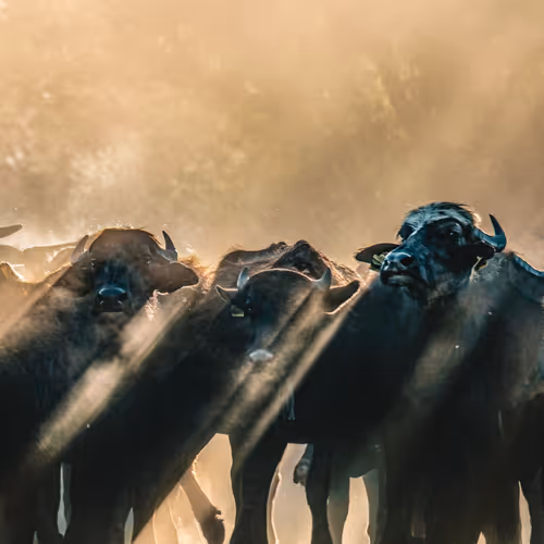 Great Migration