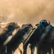 Great Migration
