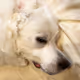 GreatPyrenees