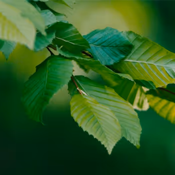 Green Aesthetics - old