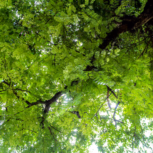 green leaves tree under sky