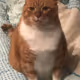 Cat-tastrophic Collection