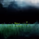 Green Field Series