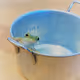 Schlegel's green tree frog collection
