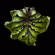 Greenwoper_Farm