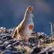 Grey Partridge