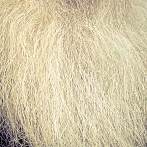 GreyBeardChief Collection - old