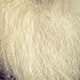 GreyBeardChief Collection - old