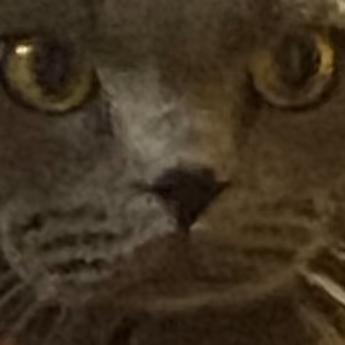 THE MOST BEAUTIFUL GREY CAT, NAMED "ROLEX"