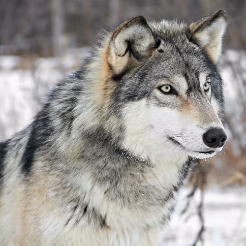 Greywolf Collection