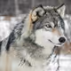 Greywolf Collection